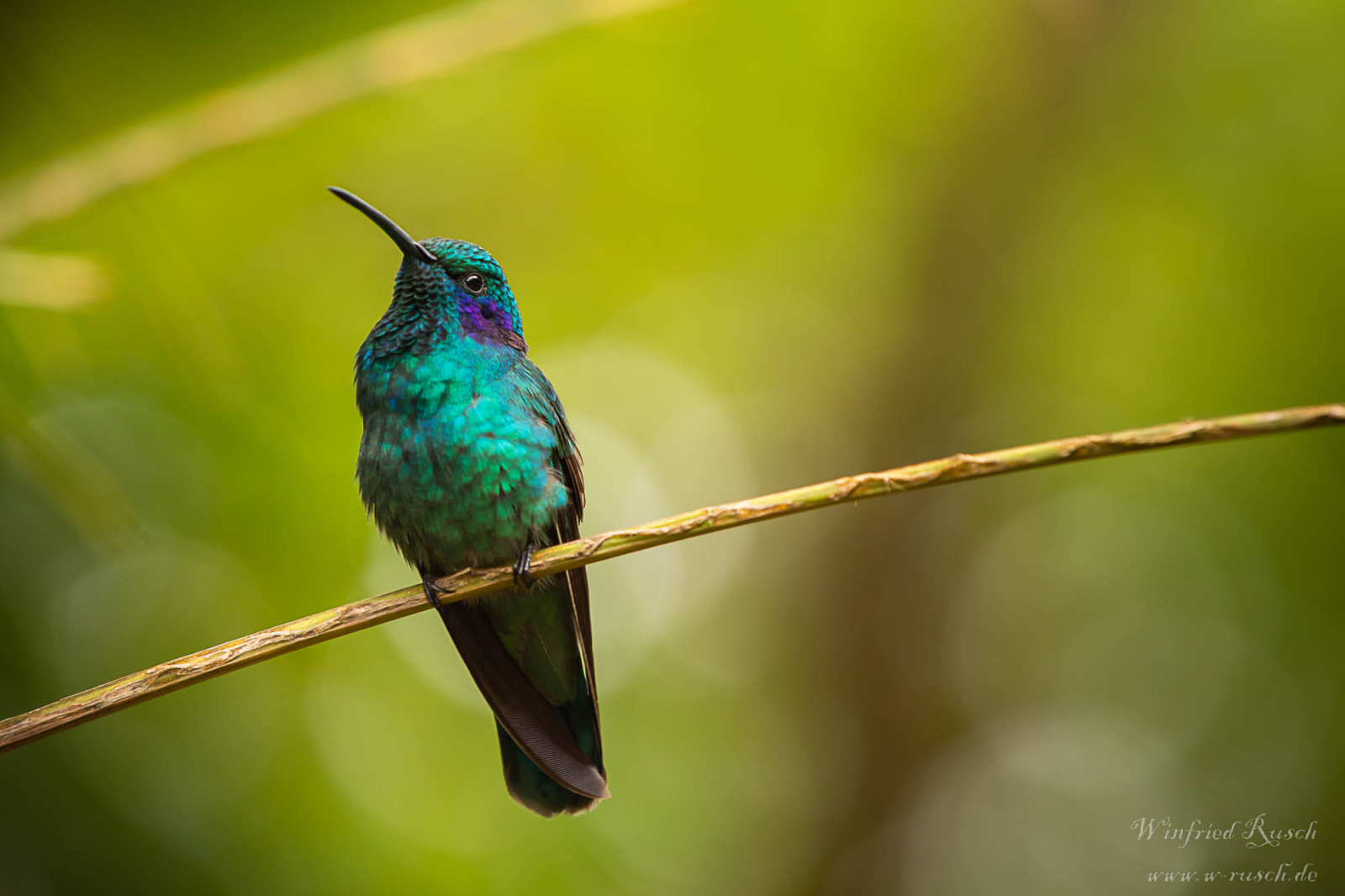 image Lesser Violetear